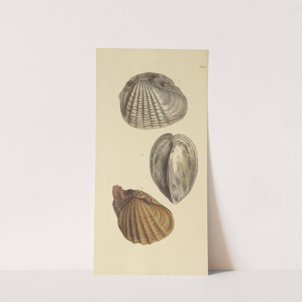 The mineral conchology of Great Britain Pl.333 by James Sowerby