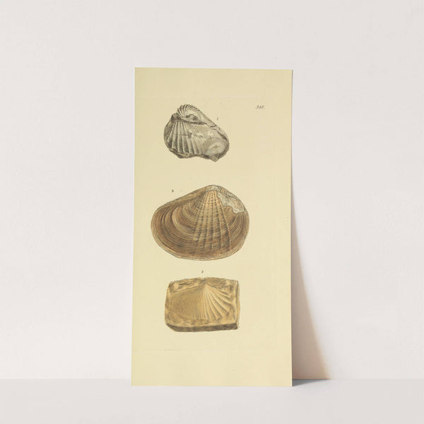 The mineral conchology of Great Britain Pl.334 by James Sowerby