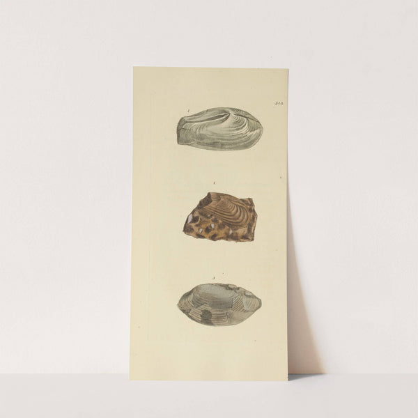 The mineral conchology of Great Britain Pl.336 by James Sowerby