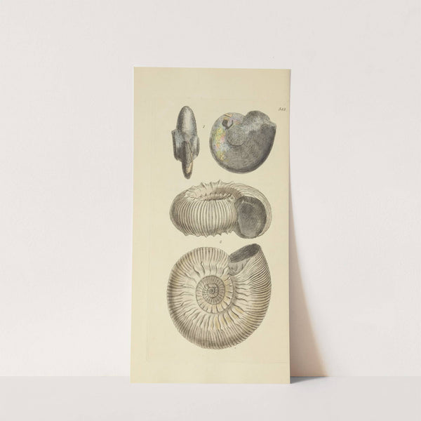 The mineral conchology of Great Britain Pl.337 by James Sowerby