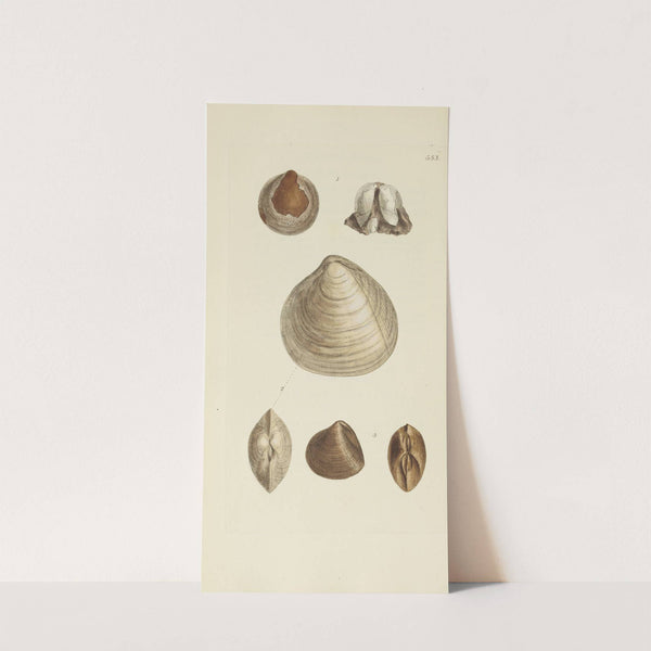 The mineral conchology of Great Britain Pl.341 by James Sowerby