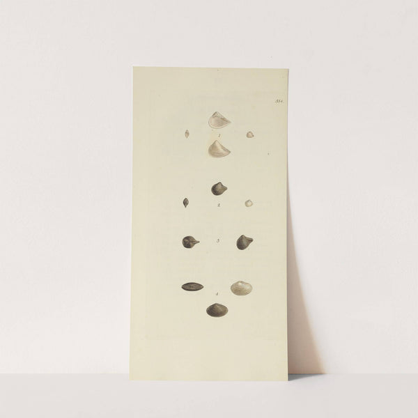 The mineral conchology of Great Britain Pl.342 by James Sowerby