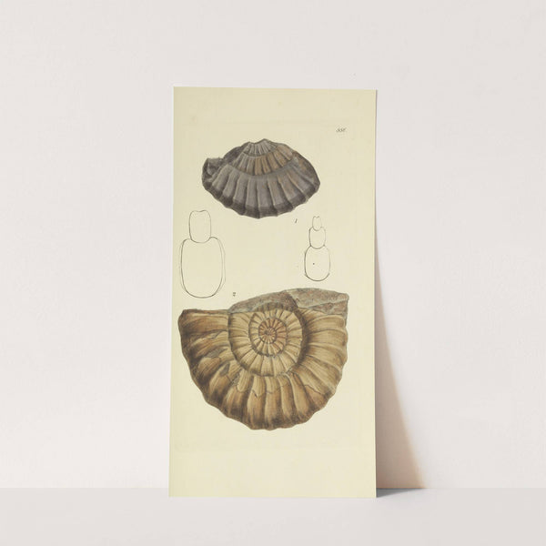 The mineral conchology of Great Britain Pl.344 by James Sowerby