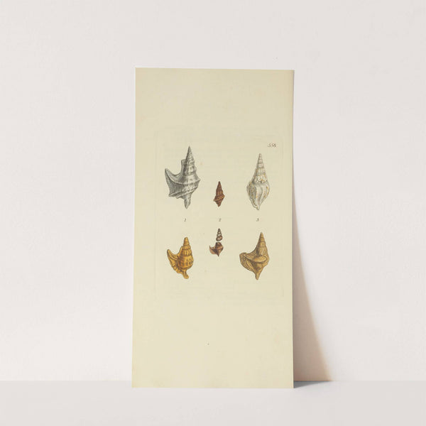 The mineral conchology of Great Britain Pl.346 by James Sowerby