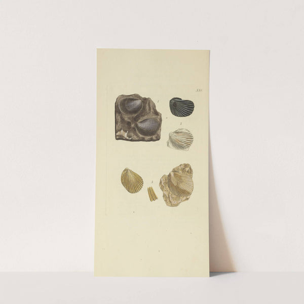 The mineral conchology of Great Britain Pl.347 by James Sowerby