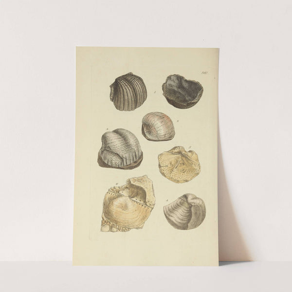 The mineral conchology of Great Britain Pl.348 by James Sowerby