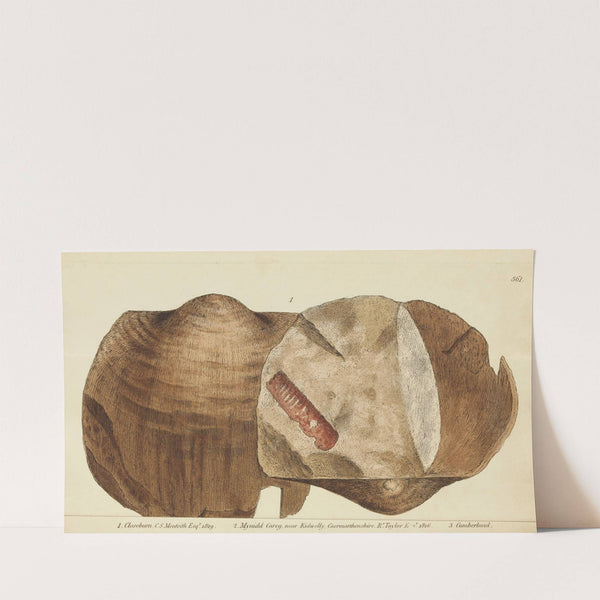 The mineral conchology of Great Britain Pl.349 (1812) by James Sowerby