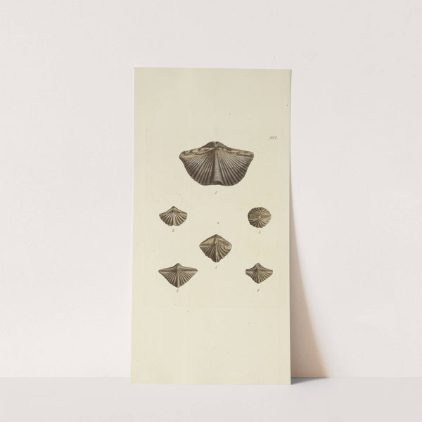 The mineral conchology of Great Britain Pl.350 by James Sowerby