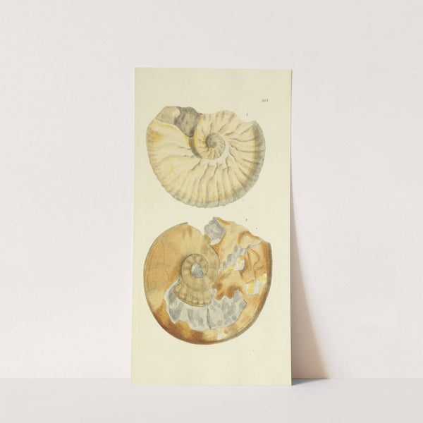 The mineral conchology of Great Britain Pl.352 by James Sowerby