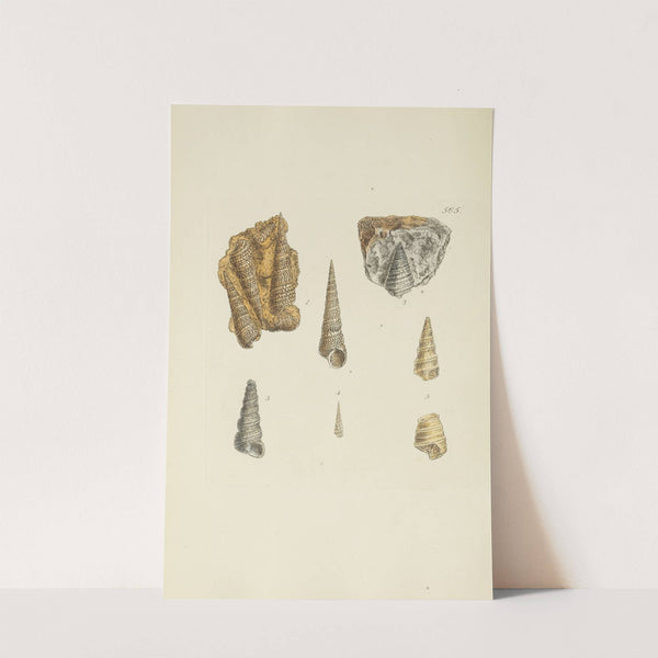 The mineral conchology of Great Britain Pl.353 by James Sowerby