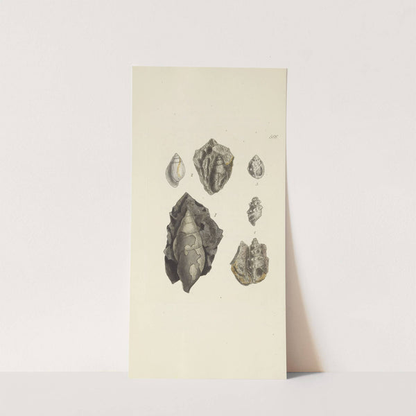 The mineral conchology of Great Britain Pl.354 by James Sowerby