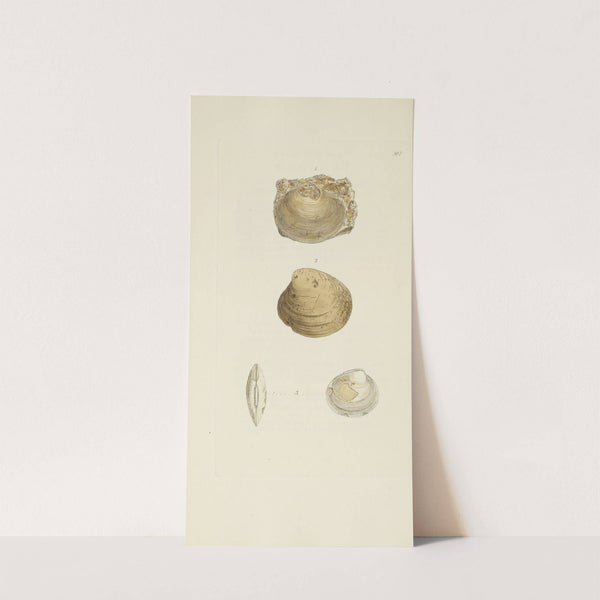 The mineral conchology of Great Britain Pl.355 by James Sowerby