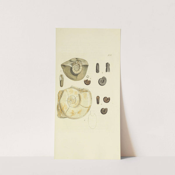 The mineral conchology of Great Britain Pl.358 by James Sowerby