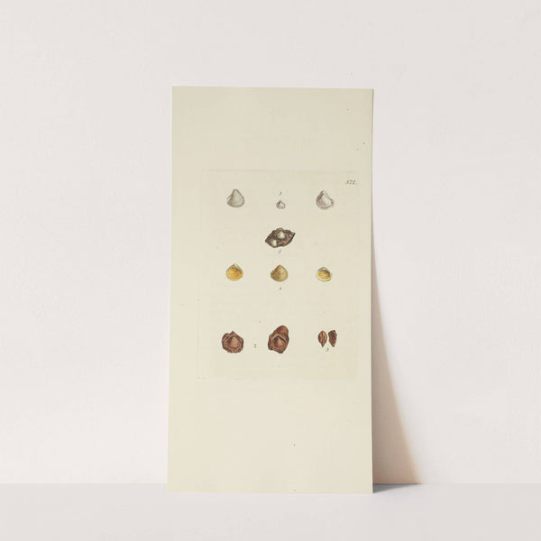 The mineral conchology of Great Britain Pl.360 by James Sowerby