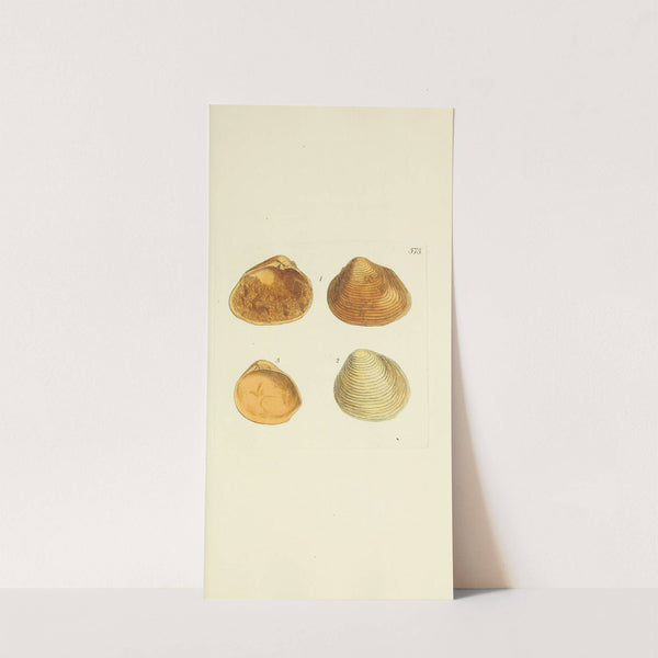 The mineral conchology of Great Britain Pl.361 by James Sowerby