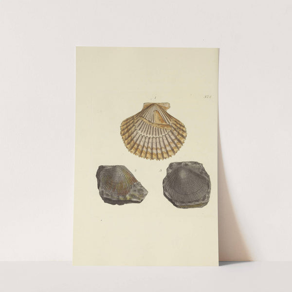 The mineral conchology of Great Britain Pl.362 by James Sowerby