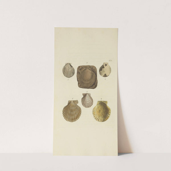 The mineral conchology of Great Britain Pl.363 by James Sowerby