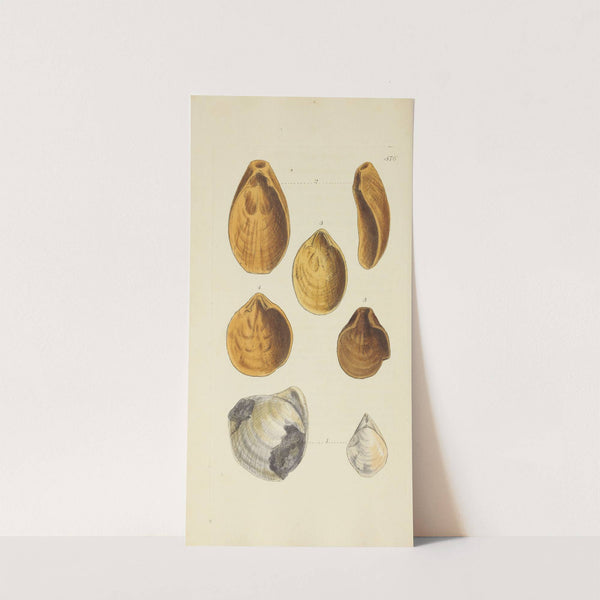 The mineral conchology of Great Britain Pl.364 by James Sowerby