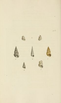 The mineral conchology of Great Britain Pl.365
