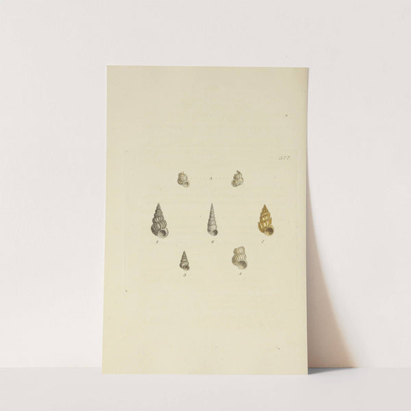 The mineral conchology of Great Britain Pl.365 by James Sowerby