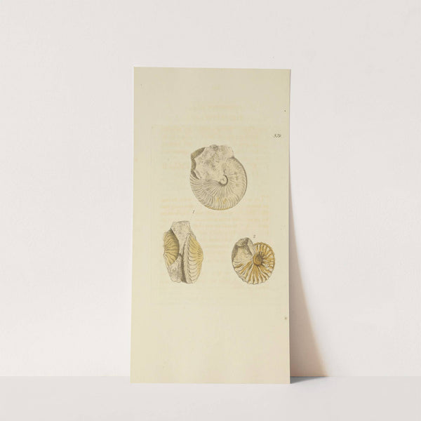 The mineral conchology of Great Britain Pl.367 by James Sowerby