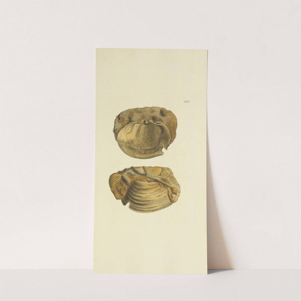 The mineral conchology of Great Britain Pl.368 by James Sowerby