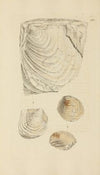 The mineral conchology of Great Britain Pl.370