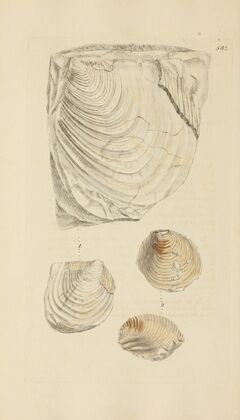 The mineral conchology of Great Britain Pl.370