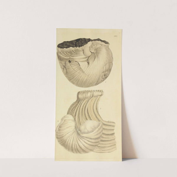 The mineral conchology of Great Britain Pl.371 by James Sowerby