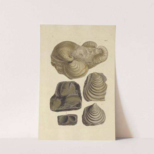 The mineral conchology of Great Britain Pl.372 by James Sowerby