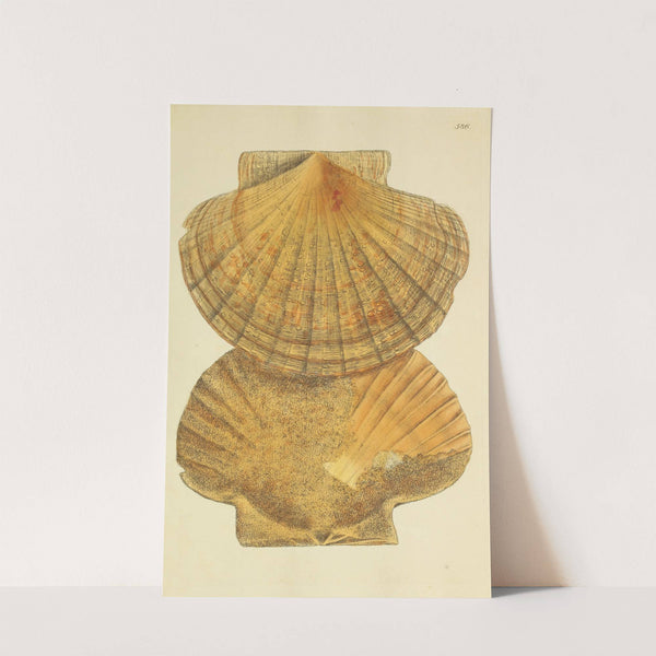 The mineral conchology of Great Britain Pl.374 by James Sowerby