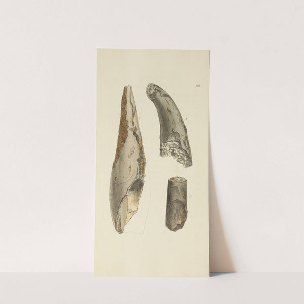 The mineral conchology of Great Britain Pl.376 by James Sowerby