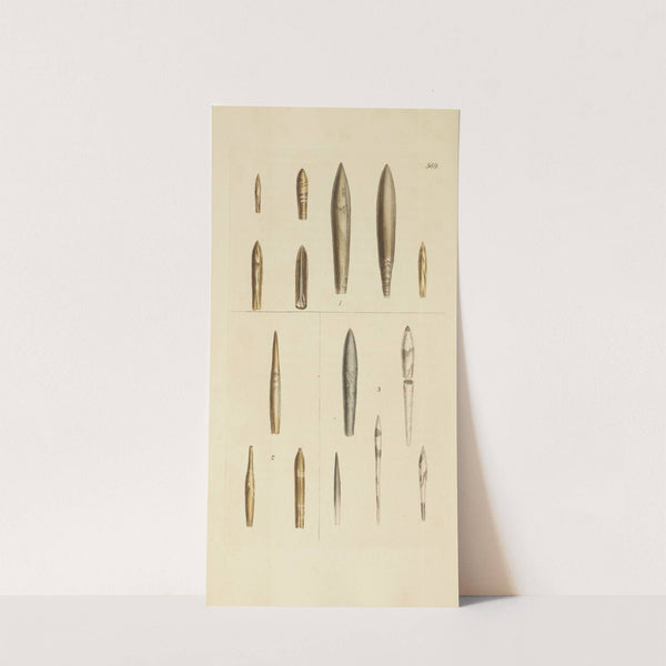 The mineral conchology of Great Britain Pl.377 by James Sowerby