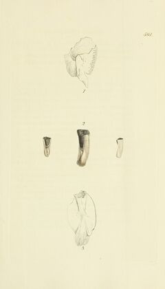 The mineral conchology of Great Britain Pl.378