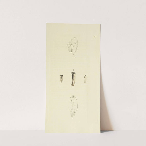 The mineral conchology of Great Britain Pl.378 by James Sowerby