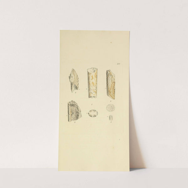 The mineral conchology of Great Britain Pl.379 by James Sowerby