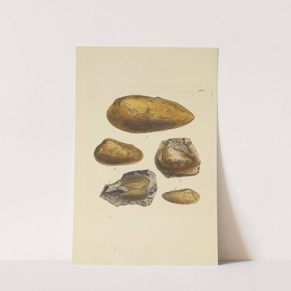 The mineral conchology of Great Britain Pl.381 by James Sowerby