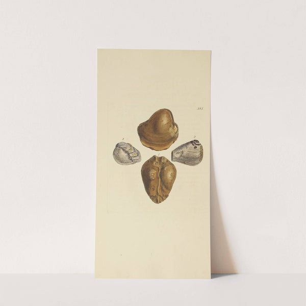 The mineral conchology of Great Britain Pl.382 by James Sowerby