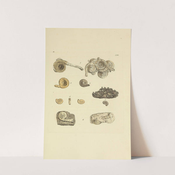 The mineral conchology of Great Britain Pl.383 by James Sowerby