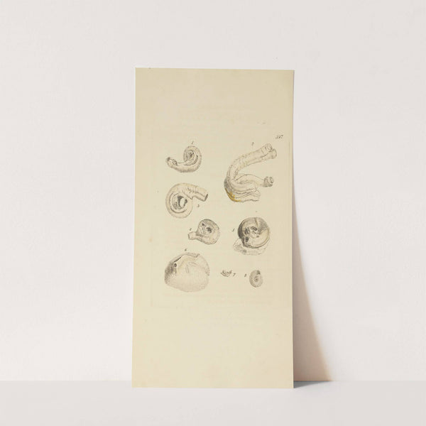 The mineral conchology of Great Britain Pl.384 by James Sowerby