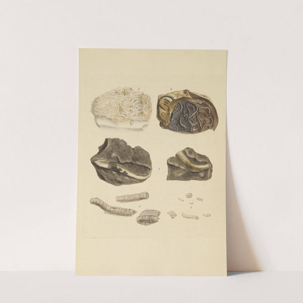 The mineral conchology of Great Britain Pl.385 by James Sowerby