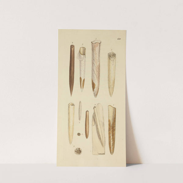 The mineral conchology of Great Britain Pl.387 by James Sowerby