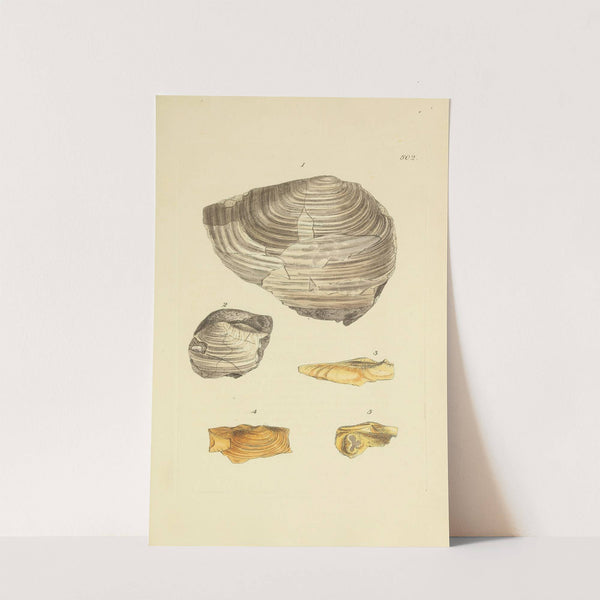 The mineral conchology of Great Britain Pl.389 by James Sowerby