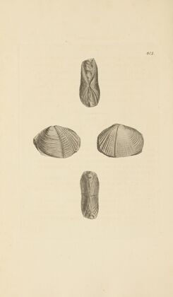 The mineral conchology of Great Britain Pl.390