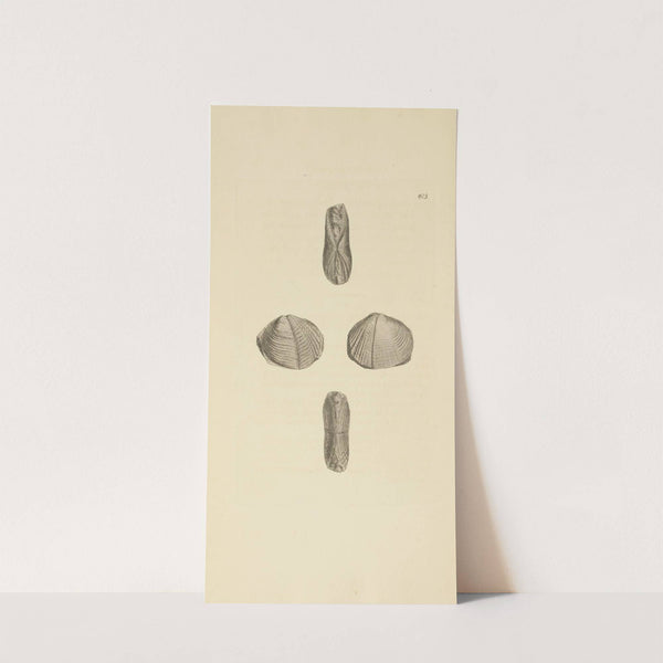 The mineral conchology of Great Britain Pl.390 by James Sowerby