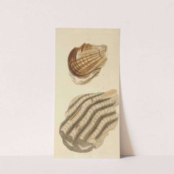 The mineral conchology of Great Britain Pl.391 by James Sowerby