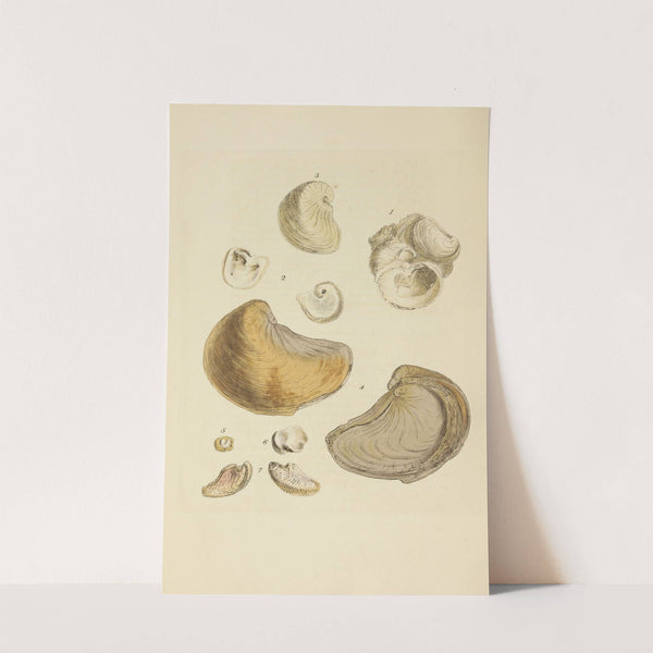 The mineral conchology of Great Britain Pl.392 by James Sowerby