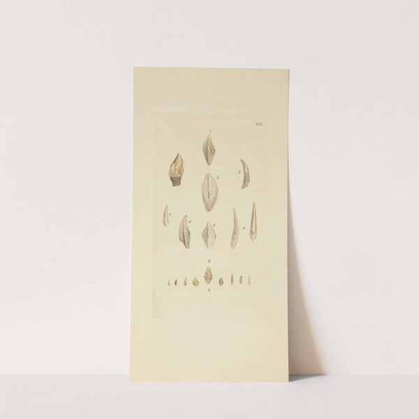 The mineral conchology of Great Britain Pl.393 by James Sowerby