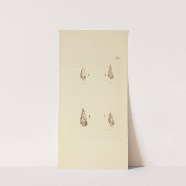 The mineral conchology of Great Britain Pl.396 by James Sowerby