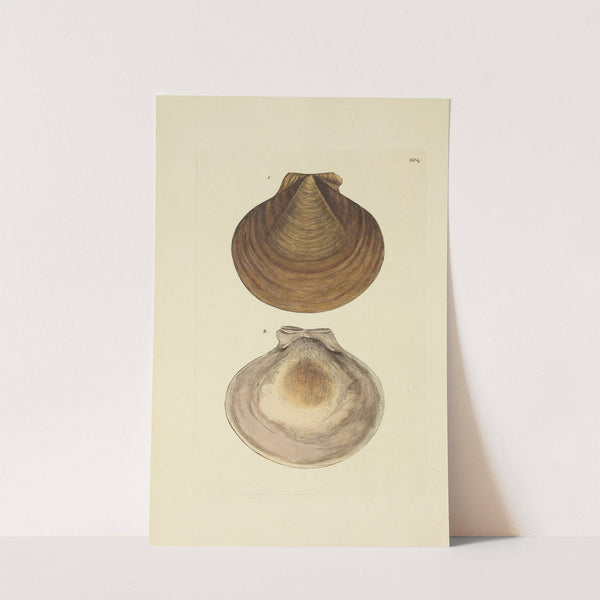 The mineral conchology of Great Britain Pl.397 by James Sowerby